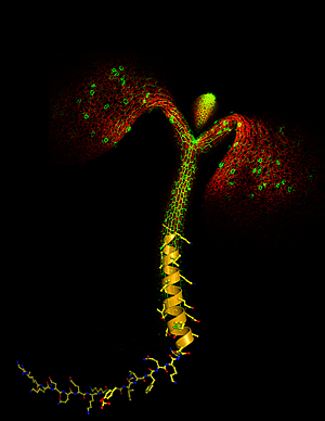 kinase receptors