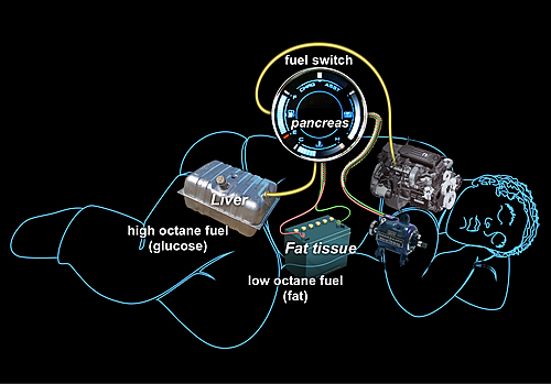 metabolic system