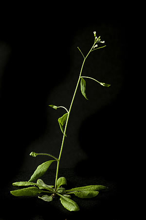 Arabidopsis plant