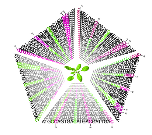 Generational inheritance of DNA methylation