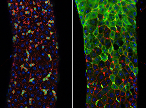 fruit fly intestinal tissues