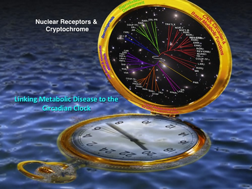 Linking Metabolic Disease to the Circadian Clock