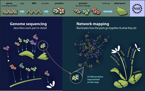 Genome sequencing