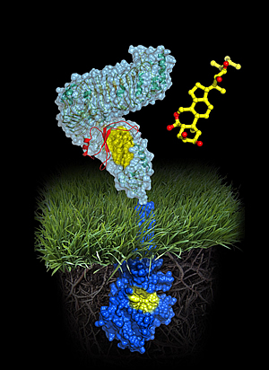 Nature Cell