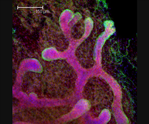 developing mouse embryos