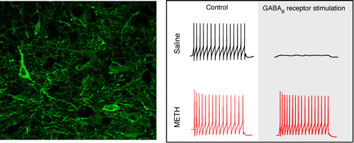 nerves that control body movements emerging from the spinal cord of a mouse