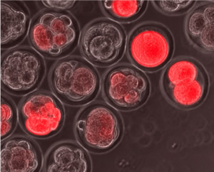 red fluorescent reporter molecules