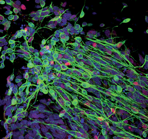 colony of neurons