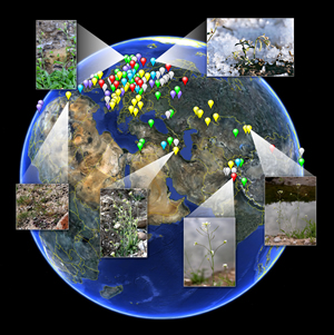 wild Arabidopsis thaliana from around the world