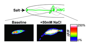 odor-sensing neuron