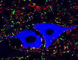 Ankle motor neurons