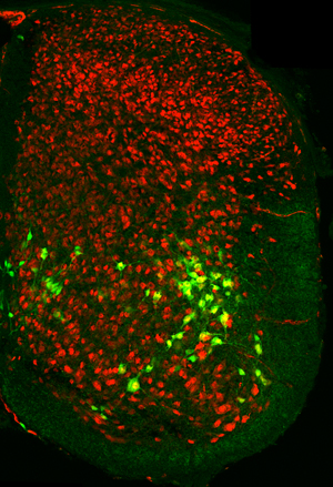 V2b interneurons