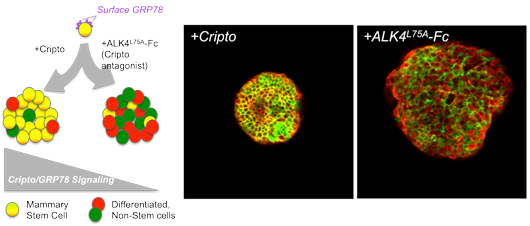 2025-CRIPTO-GRP78