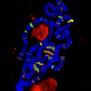 Polytene chromosomes