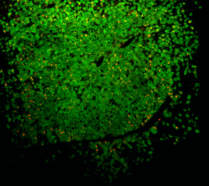 Mice Liver Cells