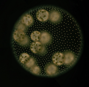 Vegetative female colony