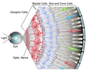 Retina