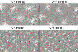 photoreceptors