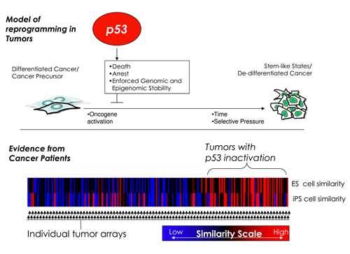 Model of reprogramming in Tumors