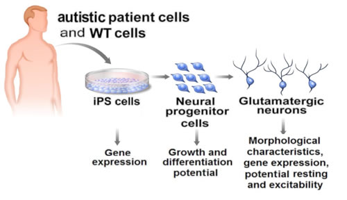 Neurons