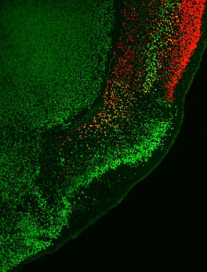 six-layered neocortex