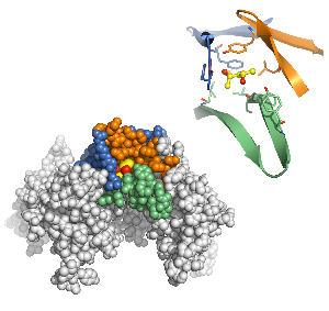 enzyme WWP-1