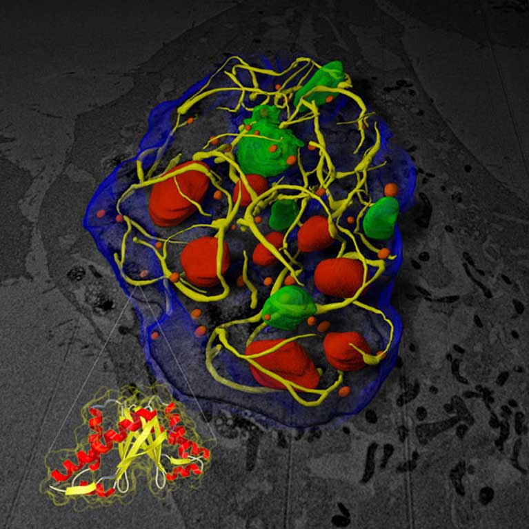 Clodagh O'Shea - Salk Institute for Biological Studies