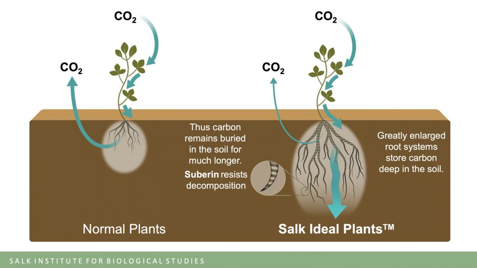 Bezos Earth Fund donates $30 million to Salk Institute for innovative ...