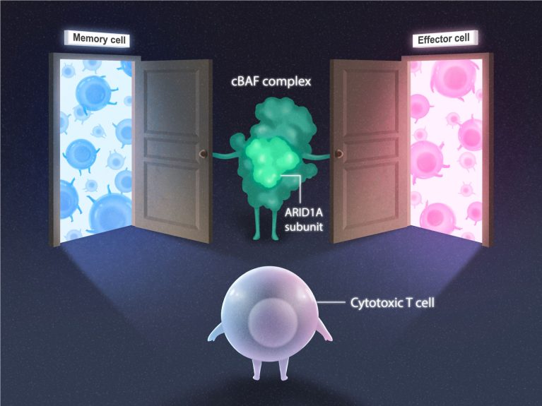 细胞毒性T细胞(紫色)决定是否成为一个内存单元(蓝色)或效应细胞(粉红色)亚型。cBAF复杂(绿色)和Arid1a亚基细胞命运选择的打开门。