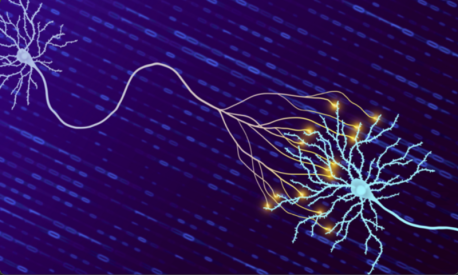 Two neurons, one in full (left, light purple) and one partially out of frame (right, light blue) on top of a background of zeros and ones to symbolize the unit of bits used to quantify information storage in synapses. The neuron on the left is sending messages to the neuron on the right. The electrical pulse of synapses process