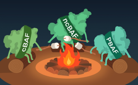 Three SWI/SNF protein complex variants, cBAF, ncBAF, and PBAF, gather around a campfire roasting marshmallows, with sashes symbolizing their different but cooperative identities. Together, they coordinate macrophage activity and control inflammation, represented by the fire.