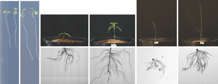 Side-by-side comparisons of Arabidopsis thaliana (left), soybean (middle), and rice (right) grown at lower (left frame in each pair) and higher temperatures (right frame in each pair).