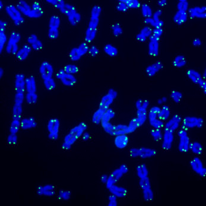 Microscopy image showing (green) telomeres, the protective caps at the ends of (blue) chromosomes, which play a crucial role in cellular aging.
