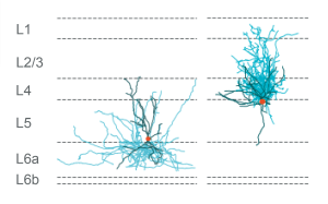 An example Sst Chordl cell (left) shows dense projections to cortical layer 6, while another inhibitory subtype, Sst Hpse Cbln4 (right), shows dense projections to layer 4. 