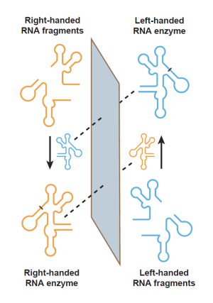 Salk scientists engineered a right-handed RNA enzyme (bottom left) that can combine left-handed RNA fragments (bottom right) to create a mirror image of itself. The new left-handed RNA enzyme (top right) can then combine right-handed RNA fragments (top left) to produce more of the original right-handed enzyme, restarting the cycle of cross-chiral self-replication. Adapted from Cochrane et al., PNAS 2024.