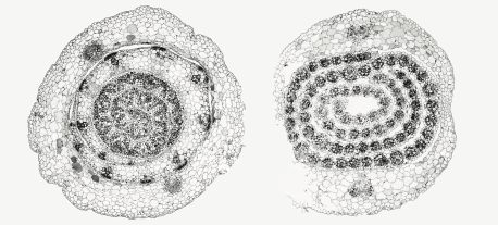 Cross sections of C3 rice (left) and C4 sorghum (right) shoots. Both grain crops evolved from a common ancestor, but sorghum evolved to photosynthesize more efficiently.