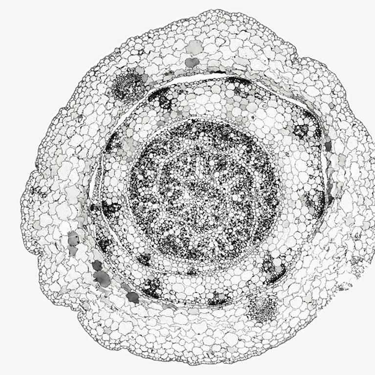 Cross sections of C3 rice (left) and C4 sorghum (right) shoots. Both grain crops evolved from a common ancestor, but sorghum evolved to photosynthesize more efficiently.