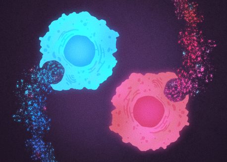 Two T cells whose nutritional choices have changed their identity. On the left, a blue T cell prefers acetate and is active, able to continue fighting. On the right, a red T cell prefers citrate and is exhausted, no longer able to fight effectively.