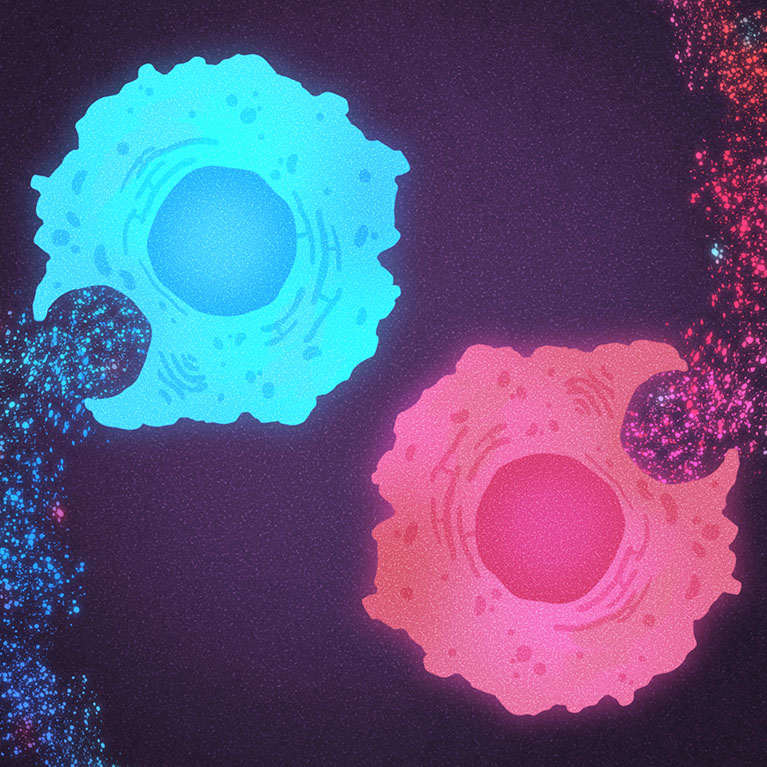 Two T cells whose nutritional choices have changed their identity. On the left, a blue T cell prefers acetate and is active, able to continue fighting. On the right, a red T cell prefers citrate and is exhausted, no longer able to fight effectively.