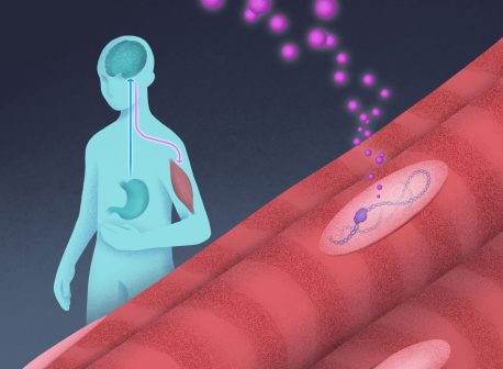 The stomach sends hunger signals to the brain in the form of ghrelin (blue arrow), prompting the brain to send growth hormone to muscle tissue (pink line). In the foreground, a closer look at the muscle reveals growth hormone (pink orbs) influencing BCL6 (purple blob) to attach to the cell’s DNA (purple chain), where it is able to control the production of IGF1.