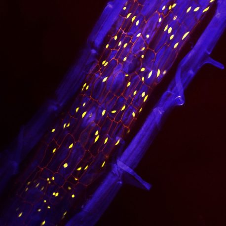 Section of a plant root showcasing the periderm and its carbon-capturing phellem cells.